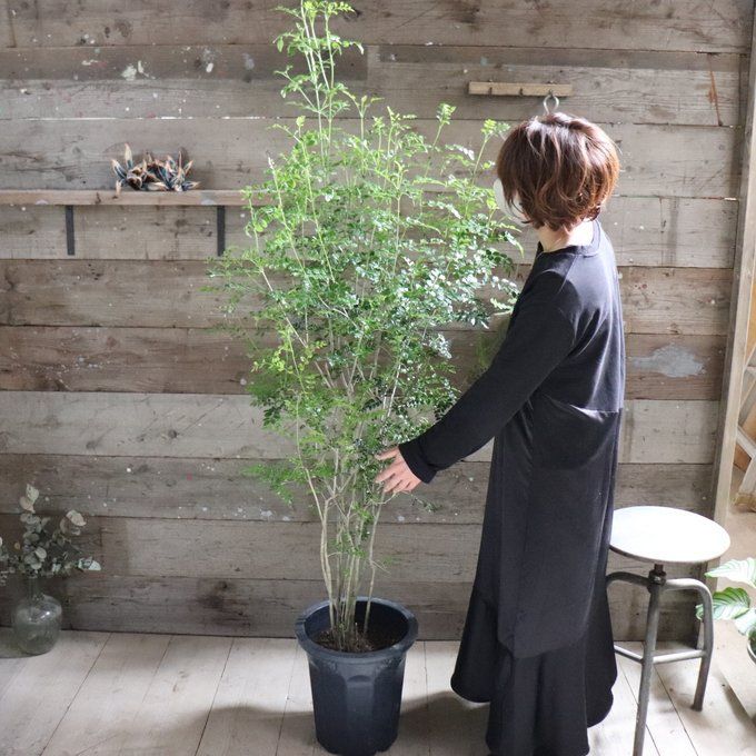 インテリア ガーデニング