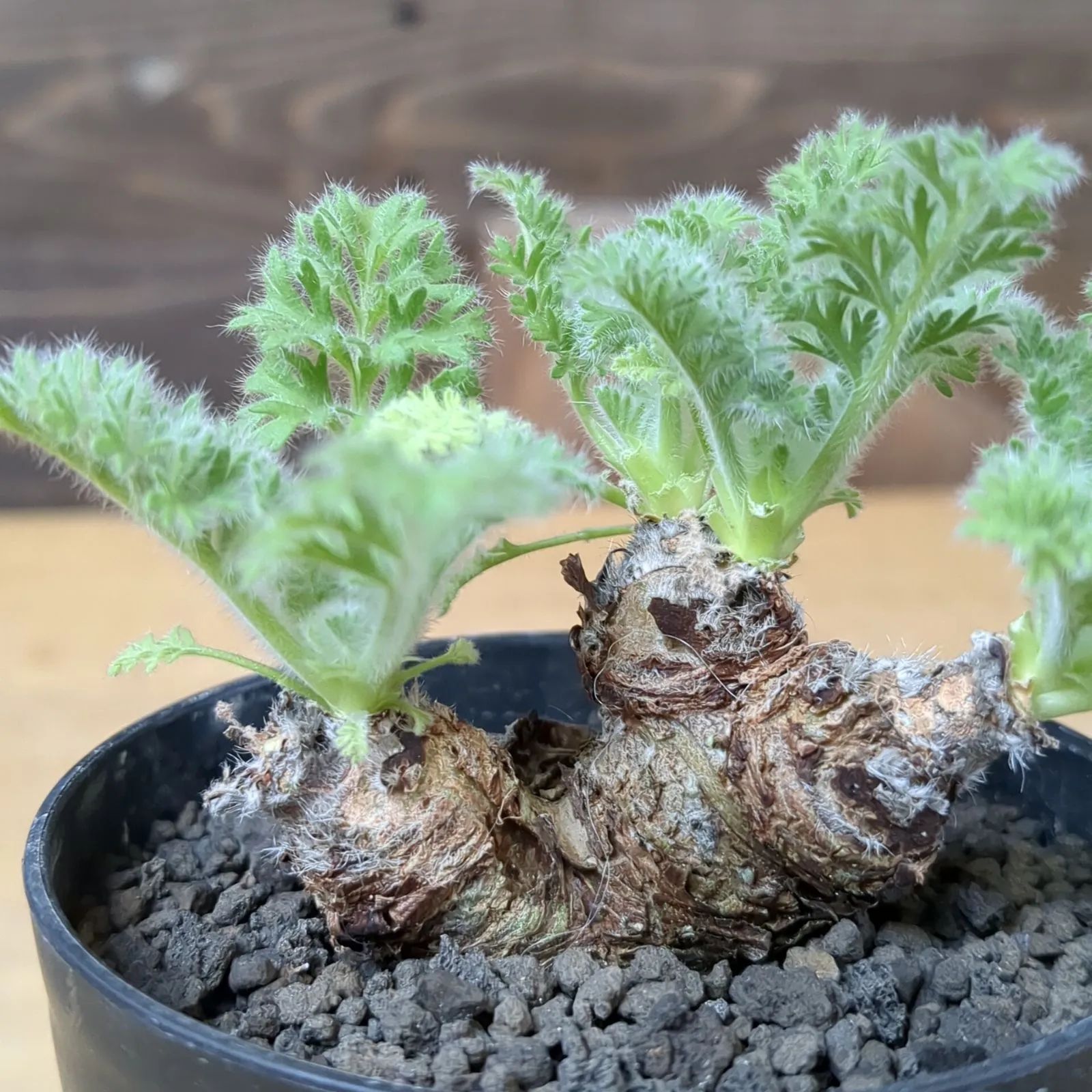 ペラルゴニウム アッペンディクラツム【塊根植物】鉢のまま発送 A - メルカリ