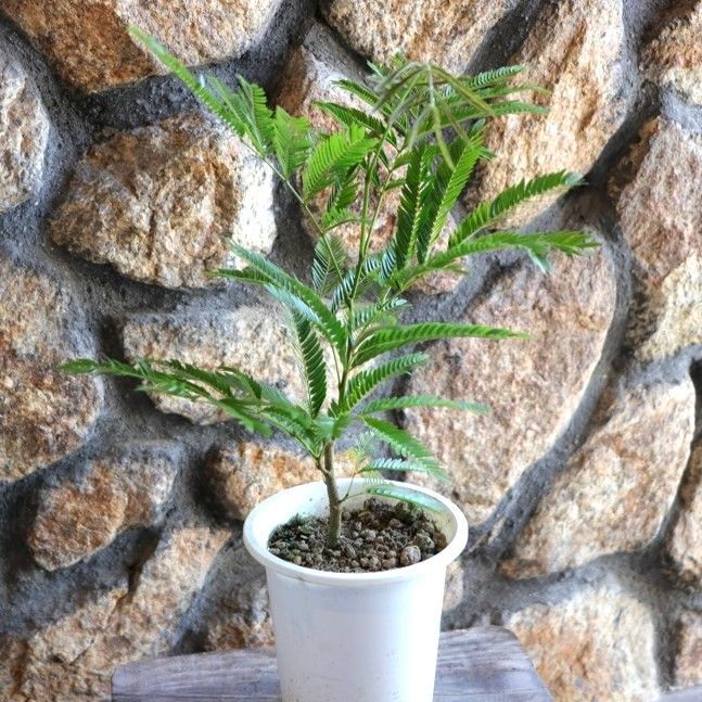 エバーフレッシュ 高さおよそ100cm 大株 鉢ごと エバーフレッシュ】特大 100cm超 約8号 鉢ごと発送 送料込み