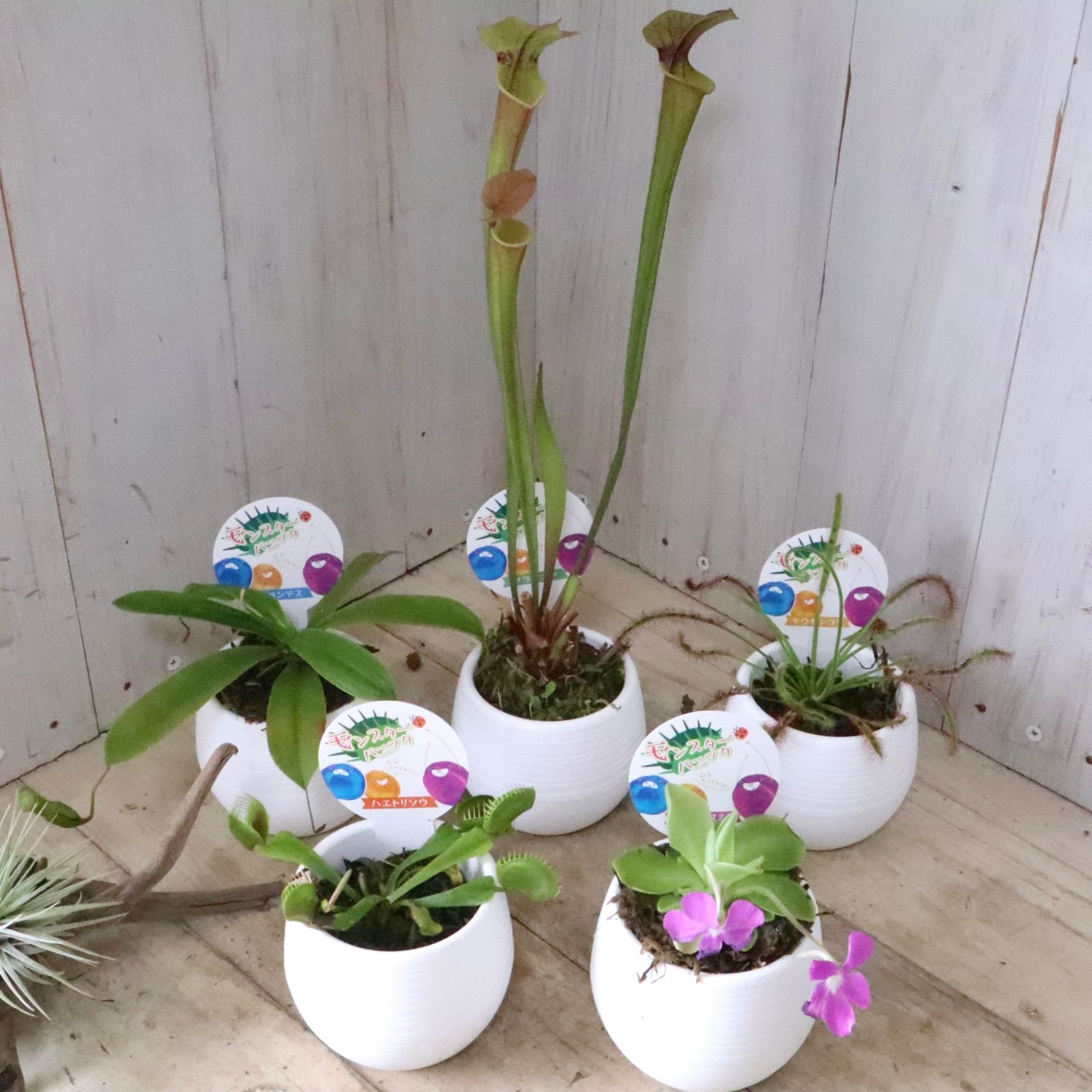 おまかせ♡食虫植物♡観葉植物♡1鉢♡ - メルカリ