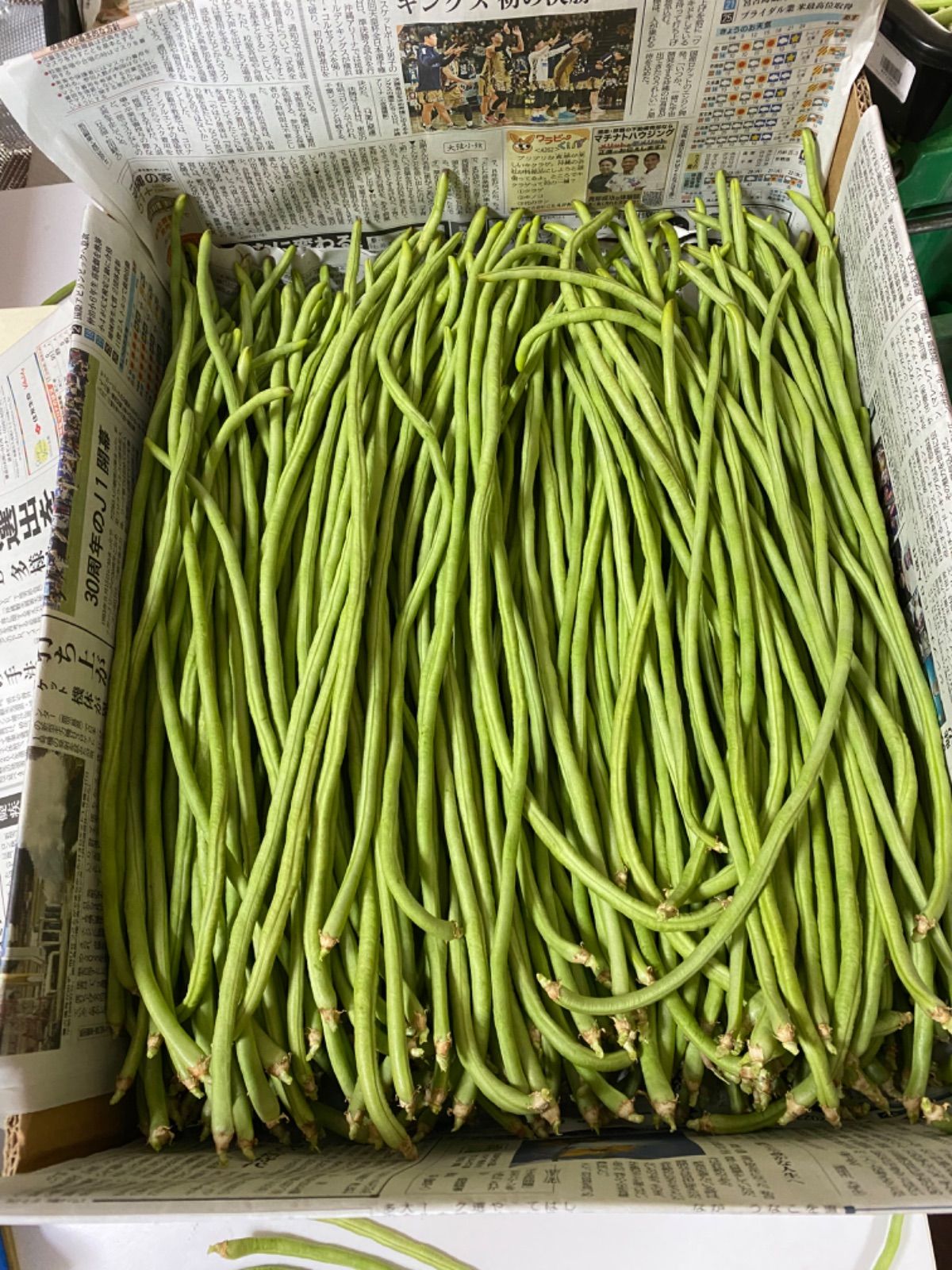 沖縄県産 長ササゲ箱込み2kg クール便 - メルカリ