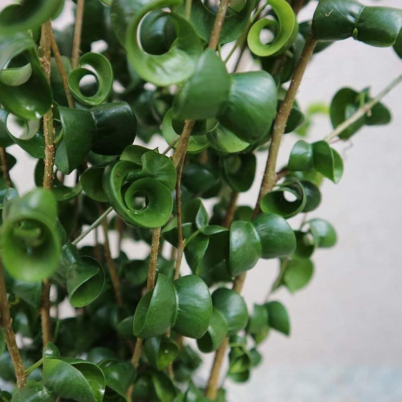 リビングやオフィス向きサイズ 1個売り