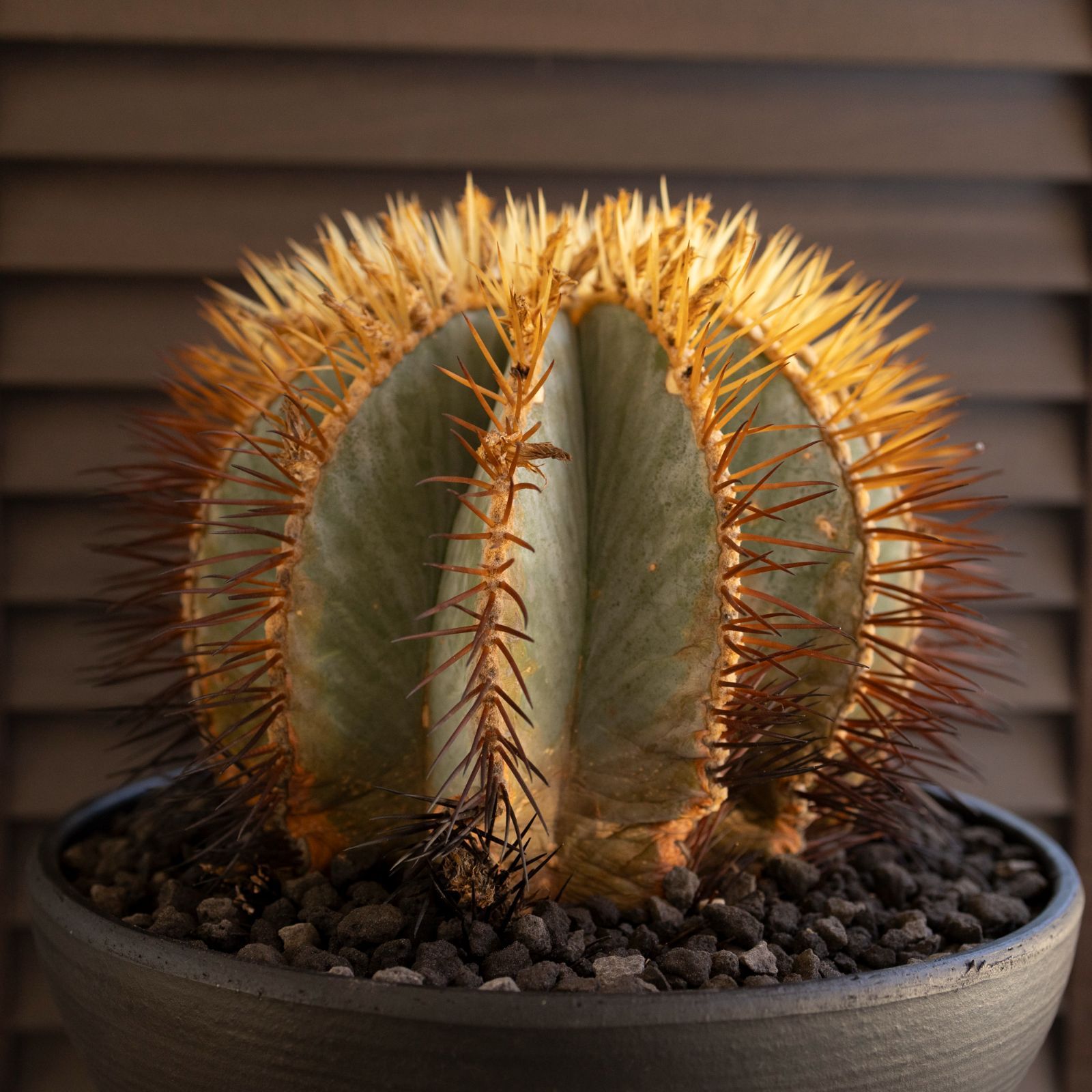 発根済】30cm 王冠竜 フェロカクタス ブルーバレルカクタス