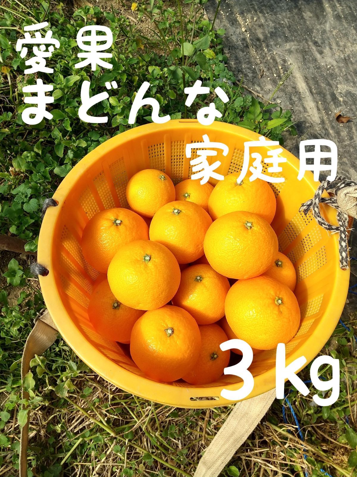 愛果 まどんな 家庭用 ３kg (紅まどんな) - enmanみかん愛媛 - メルカリ