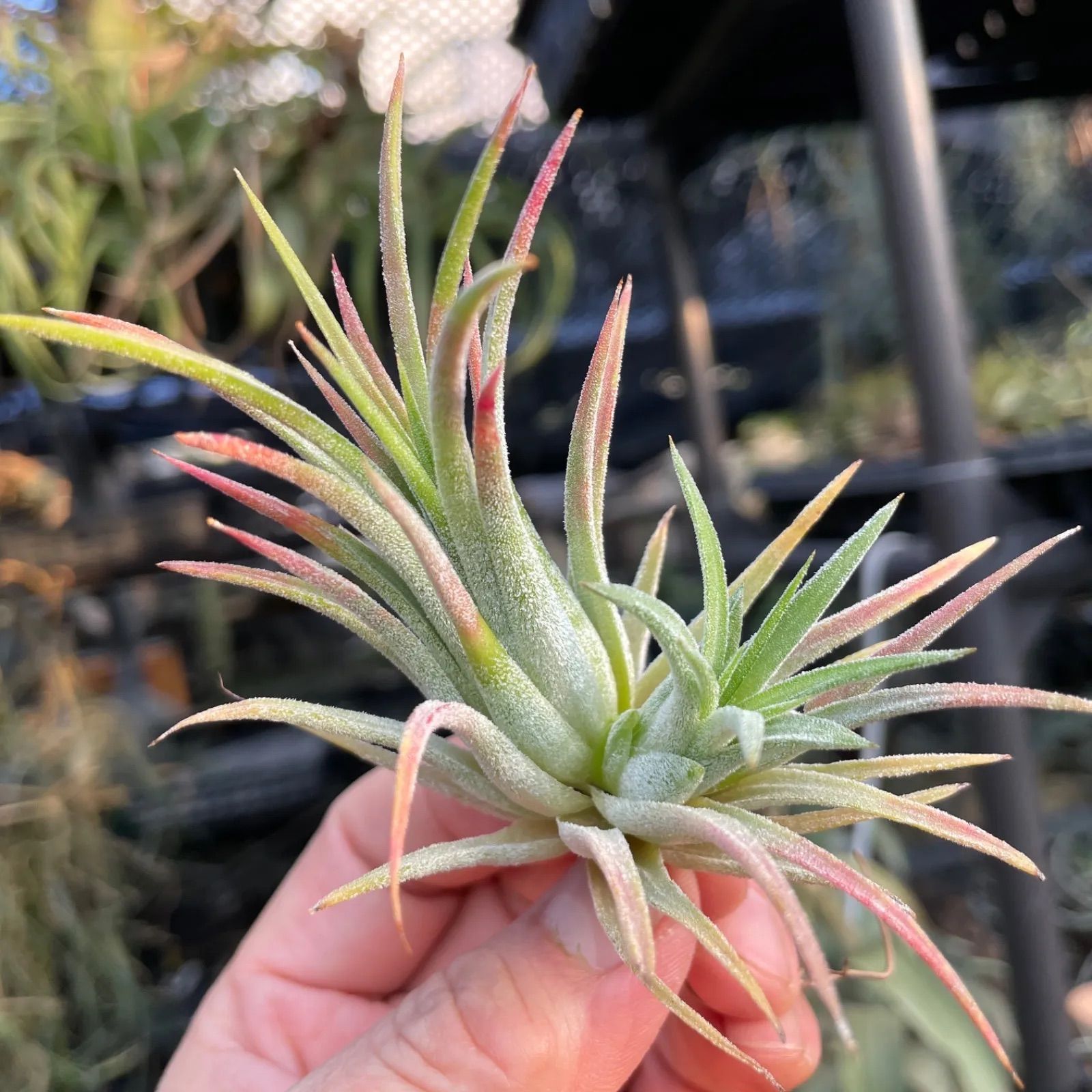 メタリックシルバーな輝き ＊ ふっくらずんぐり 上株＊ チランジア