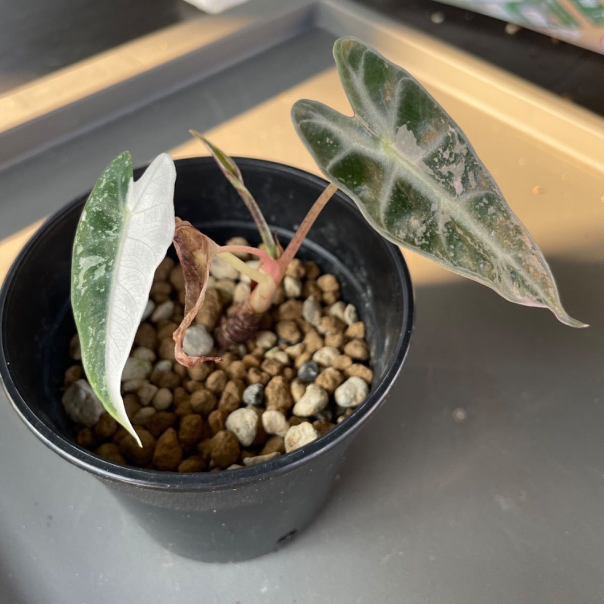 アロカシア バンビーノ ピンク斑入り Alocasia Bambino pink アロカシア バンビーノ ピンク斑入り Alocasia Bambino pink