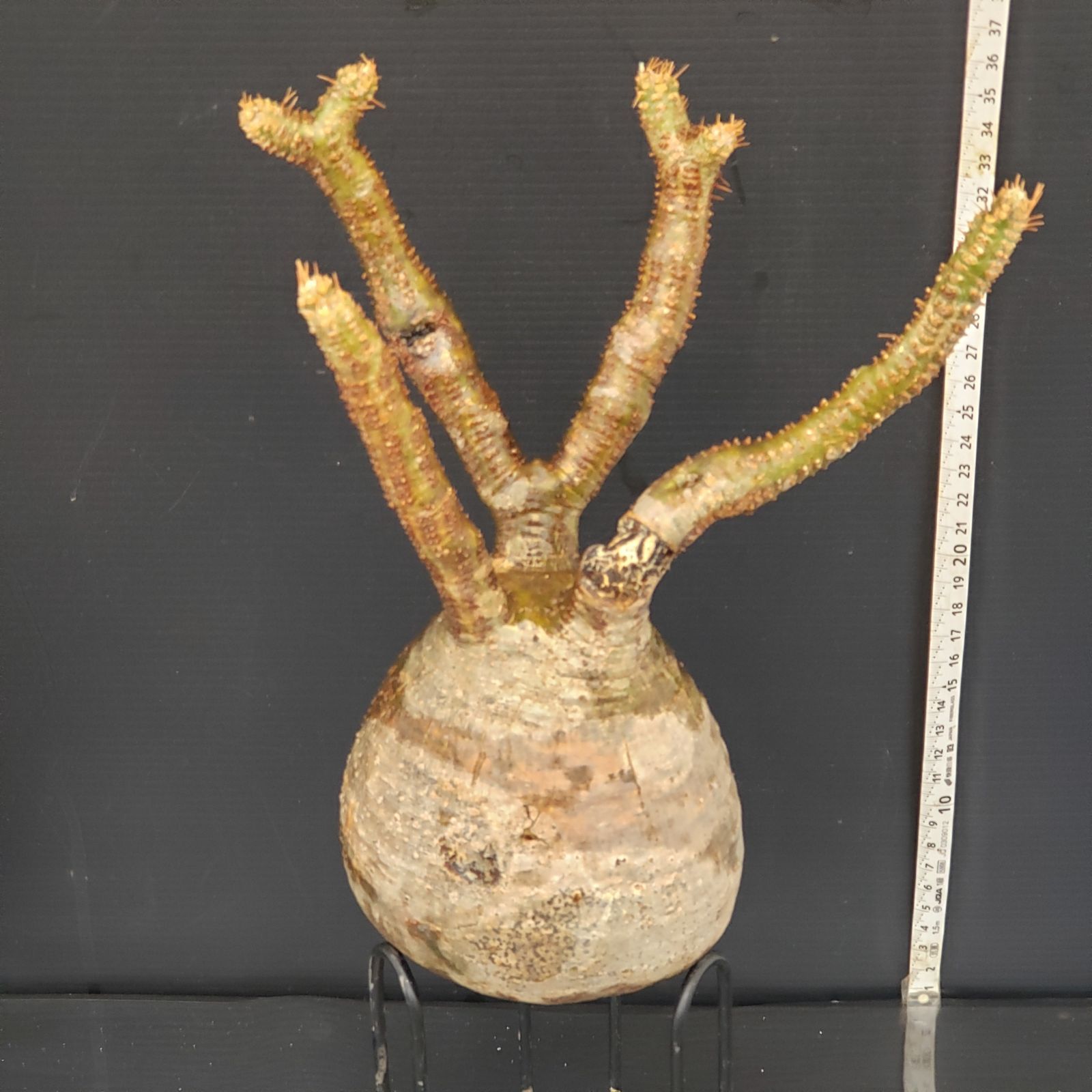 ト5788 「現地株」パキポディウム グラキリス M 抜き苗【3/15最新到着