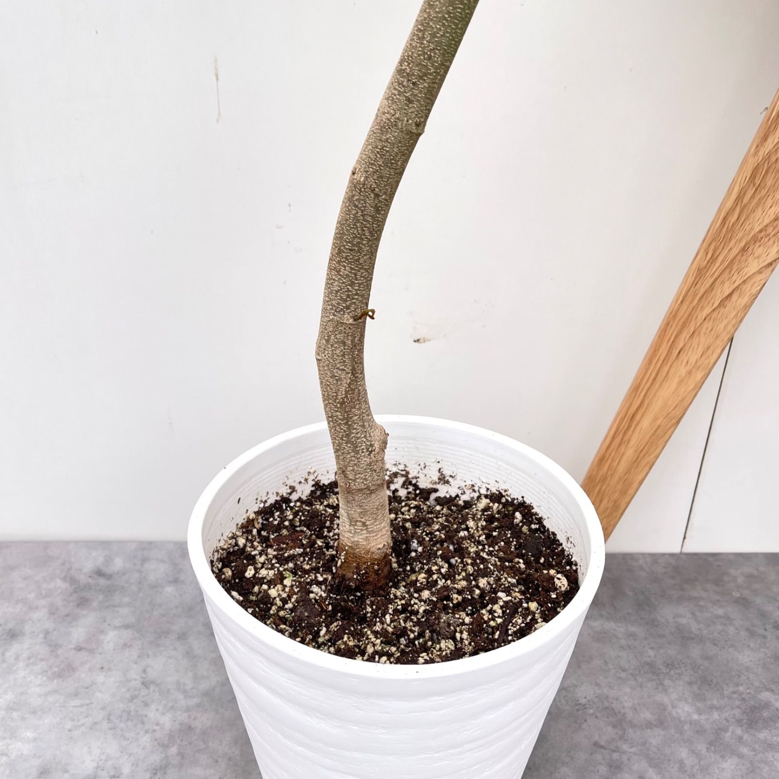 エバーフレッシュ 曲がり 4【現品】観葉植物 室内 7号