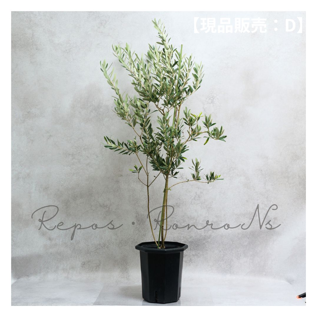 ☎要問合せ 正規大苗 希少 ゴールドメダル 黄花くちなし 八重 苗 B1