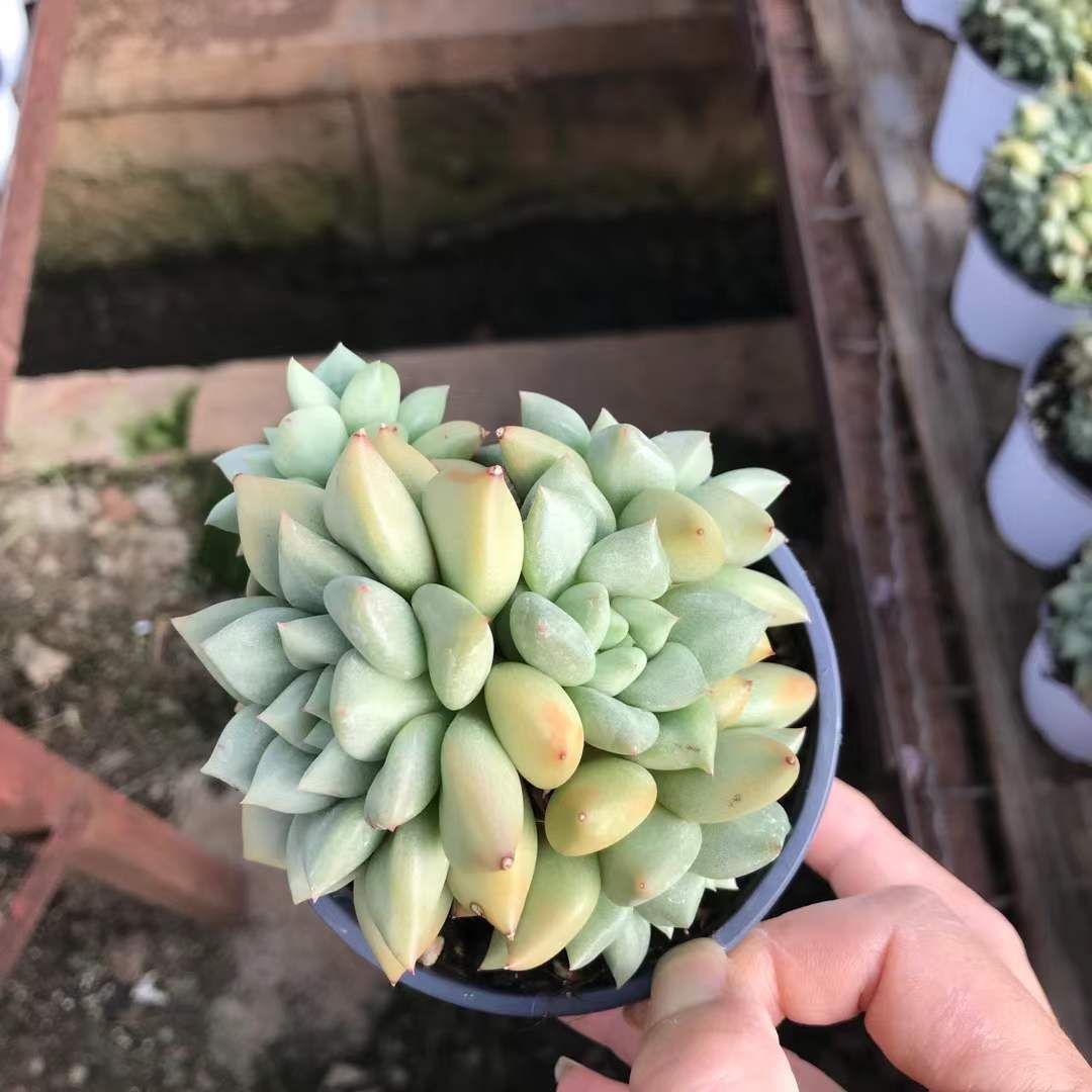 SKL1219×36 ゾウゲマルチ 抜き苗 多肉植物 アエオニウム エケベリア 韓国苗
