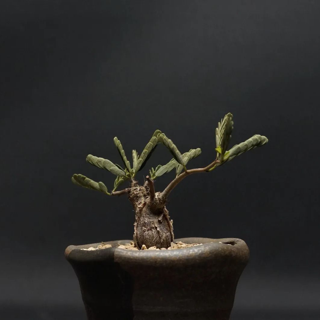 センナメリディオナリス　ベアルート　特大　発根済み センナメリディオナリス ベアルート 特大 発根済み