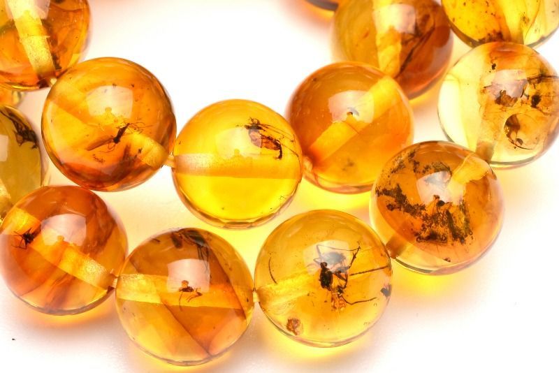入荷 虫入りアンバー琥珀
