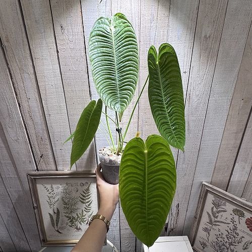 観葉植物 アンスリウム