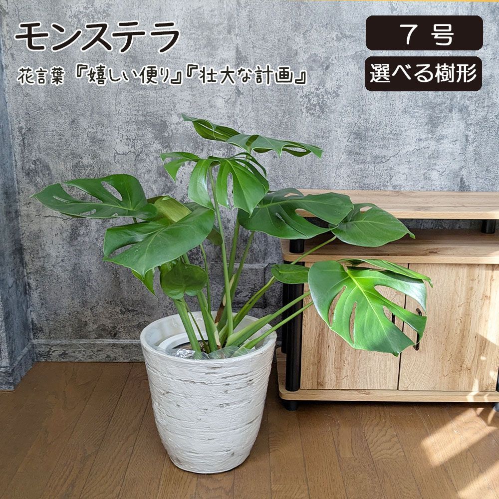 観葉植物 大型 モンステラ 7号【現品】 アンティーク調鉢カバー 大型