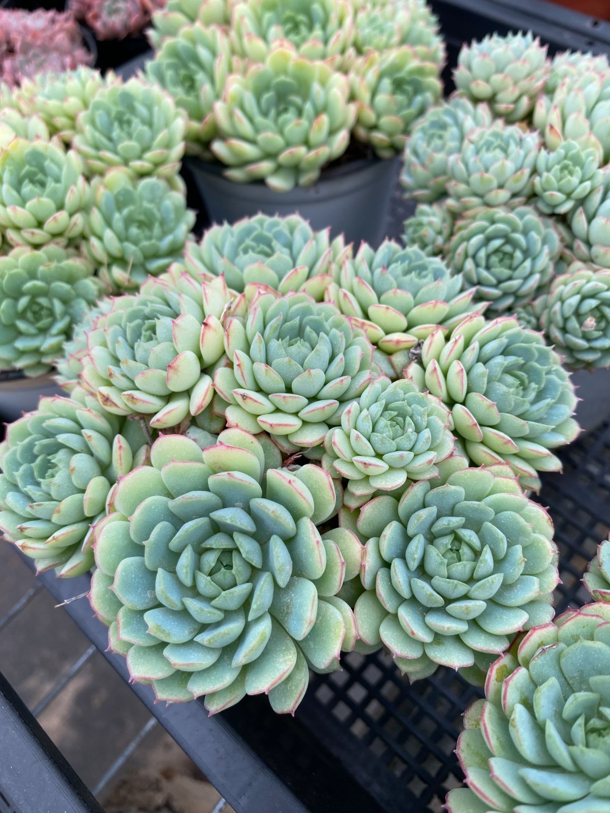 ST19多肉植物 エケベリア 韓国苗“コベニイロ - メルカリ ST19多肉植物 エケベリア 韓国苗“コベニイロ - メルカリ