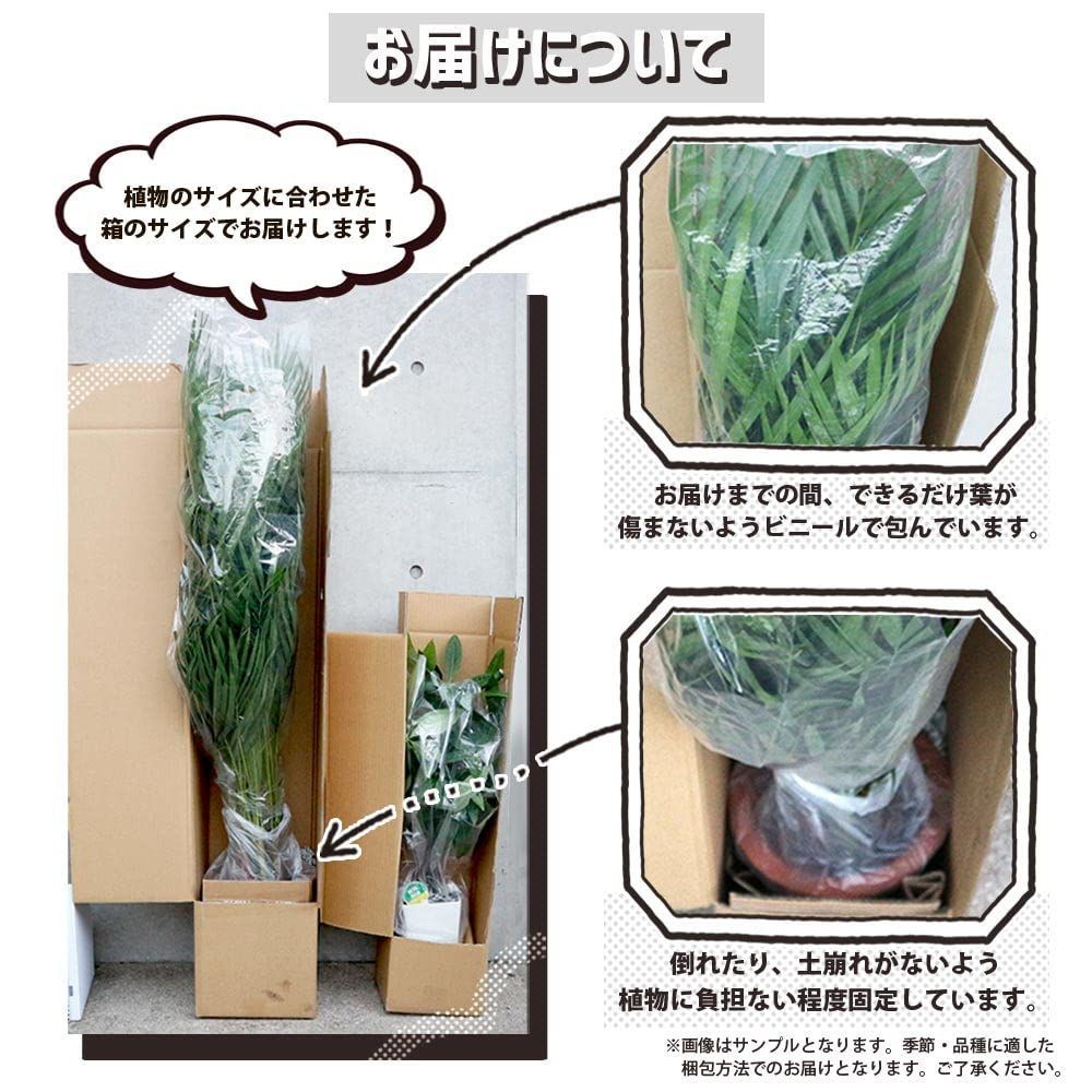 特価セール】観葉植物 (青年の木) 中型 ユッカ 7号プラスチック鉢