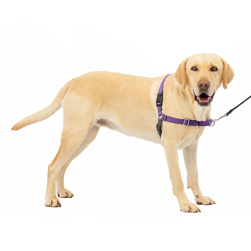 PetSafe イージーウォークハーネス L ディープパープル＆ブラック