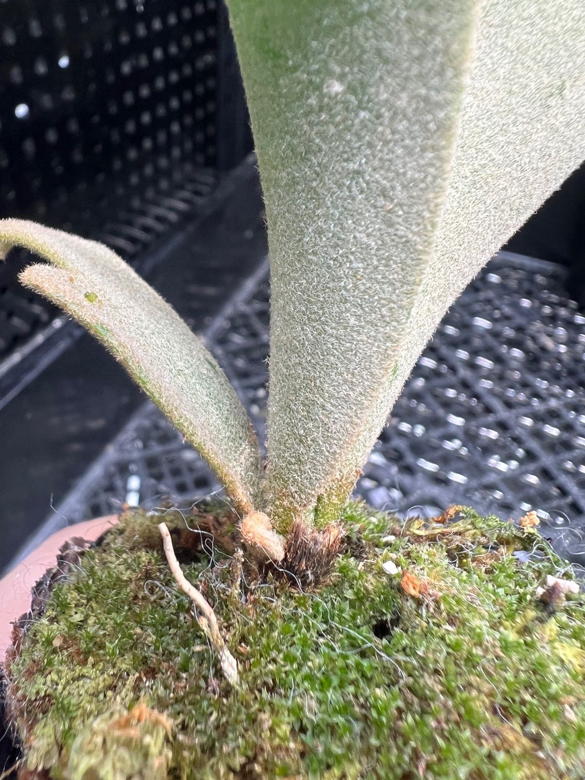 070【平凡之鹿】ビカクシダ Platycerium willinckii Jenny TC