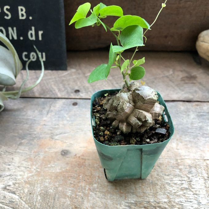 ポットごと 亀甲竜♡特A品♡希少♡ハート型の葉っぱ♡塊根植物♡多肉植物 - メルカリ