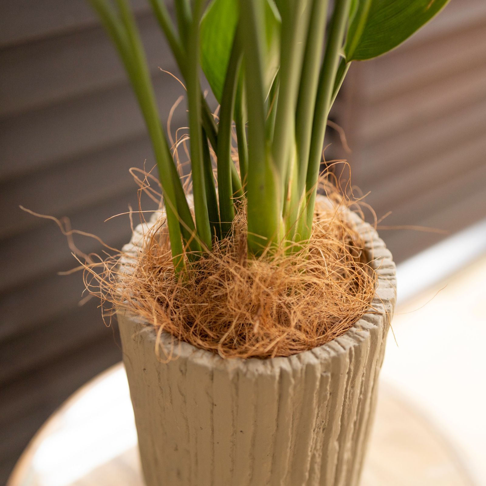 ストレリチア ユンケア ノンリーフ セメントロングポット オーガスタ 観葉植物 極楽鳥花 BE - メルカリ