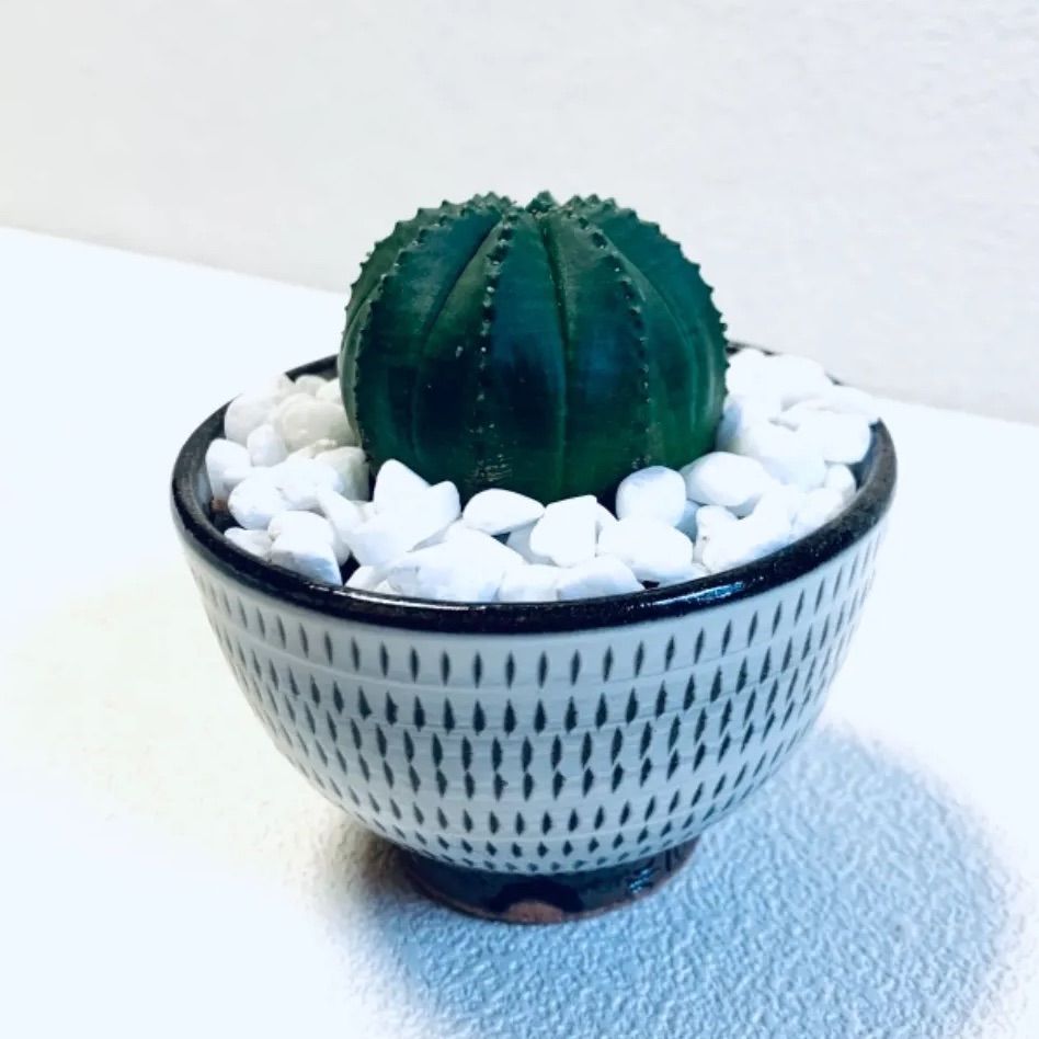 人気の福袋 特別価格 新品 未使用 ハイドロカルチャー ピッコロ ユーホルビア 多肉 希少 小石原焼 飛び鉋 陶器 植物 観葉植物 Www Sundiscountpharmacy Com Www Sundiscountpharmacy Com