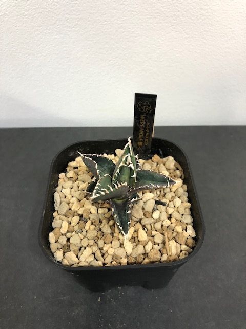 アガベ チタノタ 狼人 厳選】チタノタ 狼人 アガベ ◇厳選◇アガベ