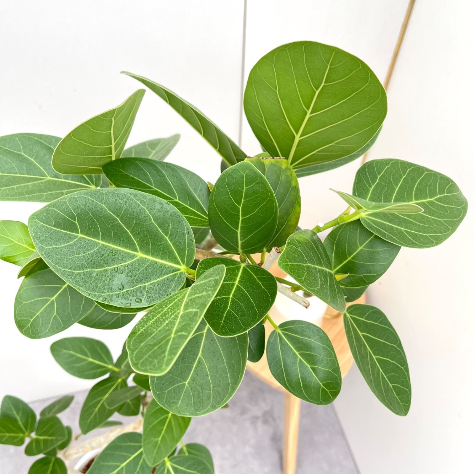 フィカス ベンガレンシス 曲がり 10 現品 観葉植物 大型 室内 YUZUMIYA_COM