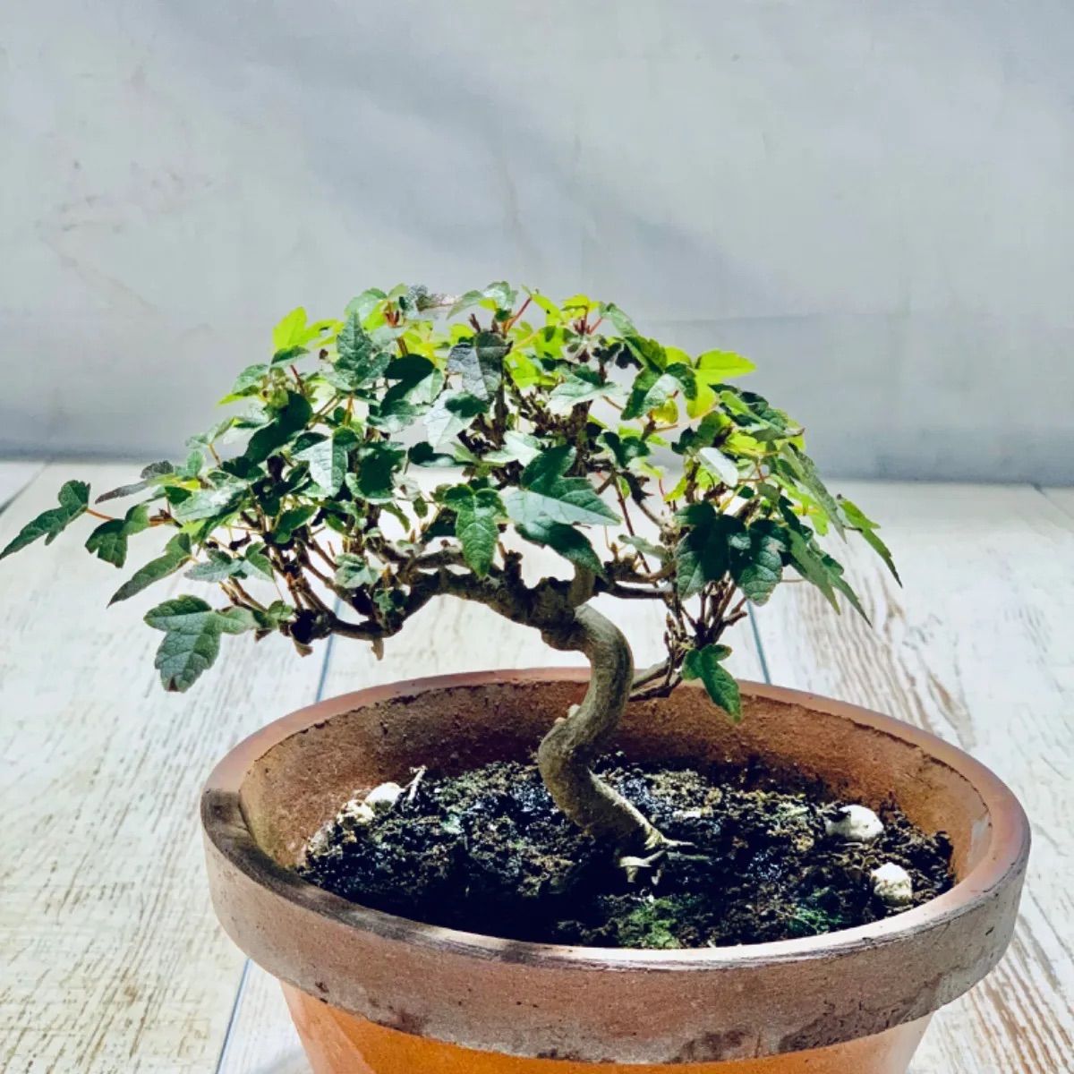 カエデ 小品盆栽 ミニ盆栽 かえで - メルカリ