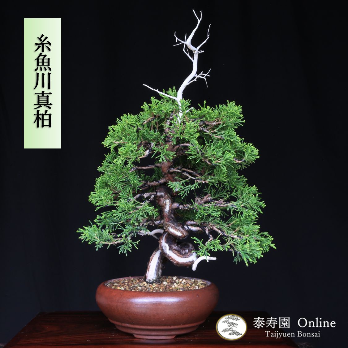 真柏盆栽 古い捻転シャリ 小盆栽 樹高天ジン含む15.5cm 真柏