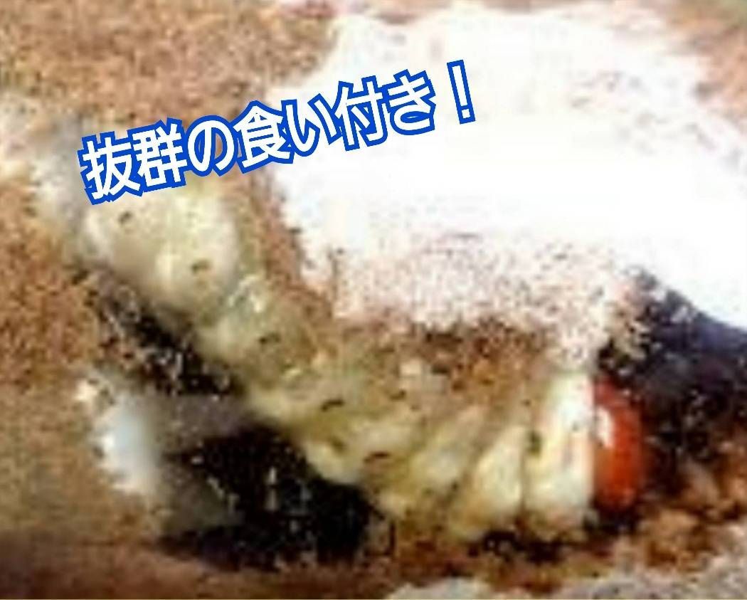 極上！菌糸ブロック6個 ヒマラヤひらたけ☆オオクワガタでギネスサイズ