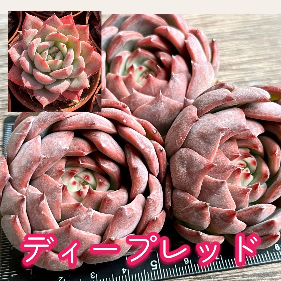 【新入荷】エケべリア　韓国苗　レッドライン　多肉植物 　s_6111 割引セール中！新入荷】エケべリア韓国苗 レッドライン 多肉植物