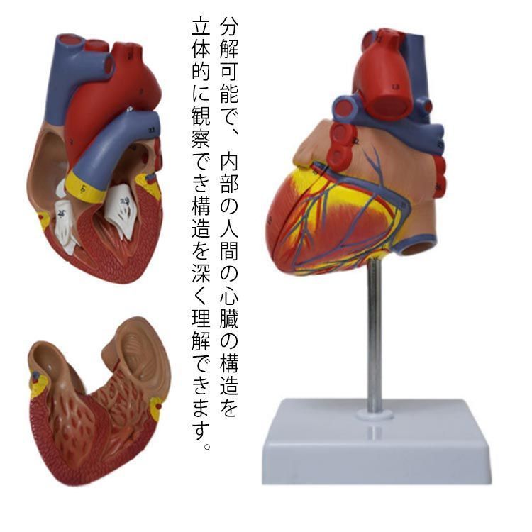 送料無料 心臓模型 心臓 バイパス付 実物大 弁 右心房 左心房 右心室 左心室 人体模型 心臓モデル 研究 目 心臓 模型 解剖 模型 診察 実習生 看護 教材 心臓 モデル