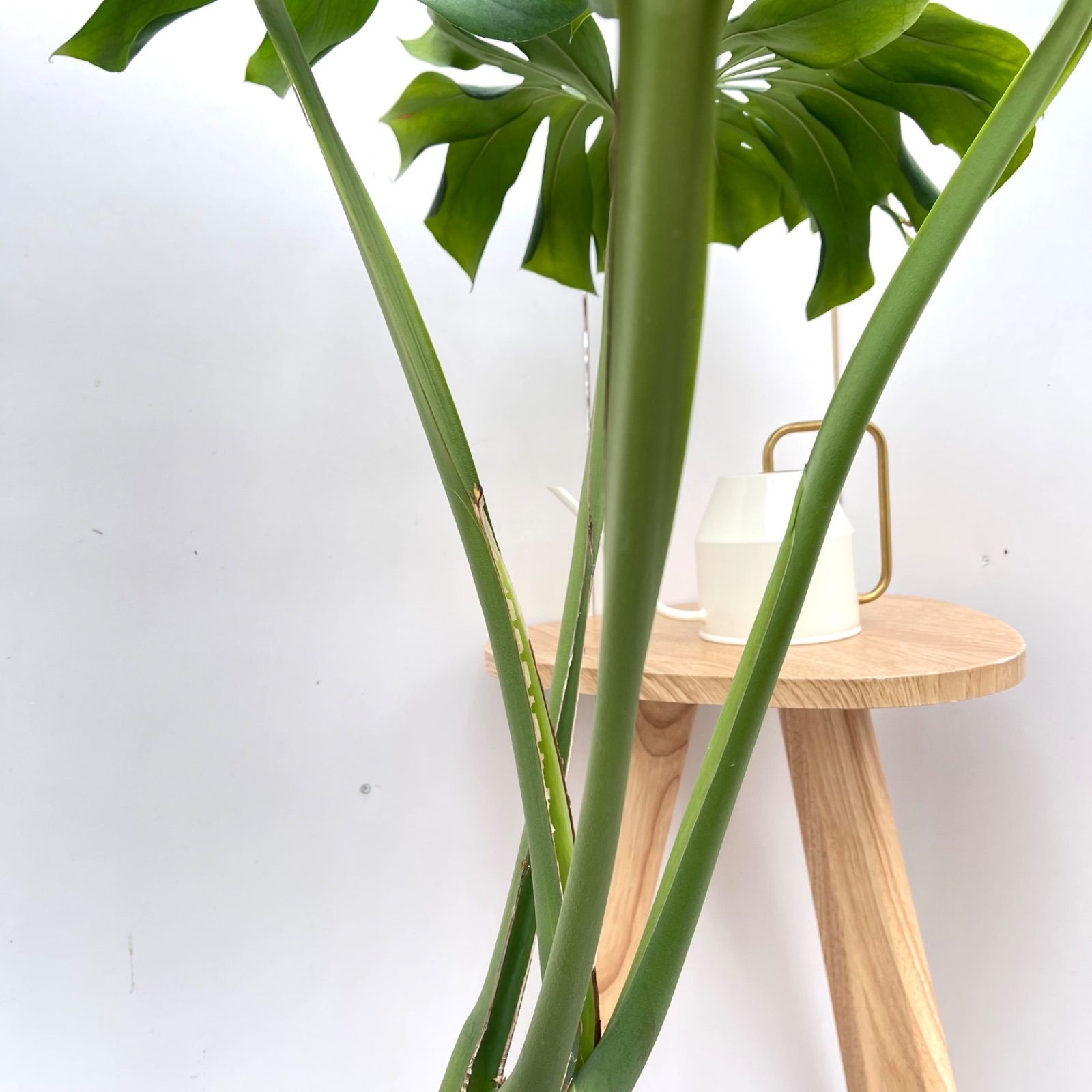 モンステラ デリシオサ 14【現品】観葉植物 幹上がり 室内 大型 モンステラ デリシオサ 14【現品】観葉植物 幹上がり 室内 大型