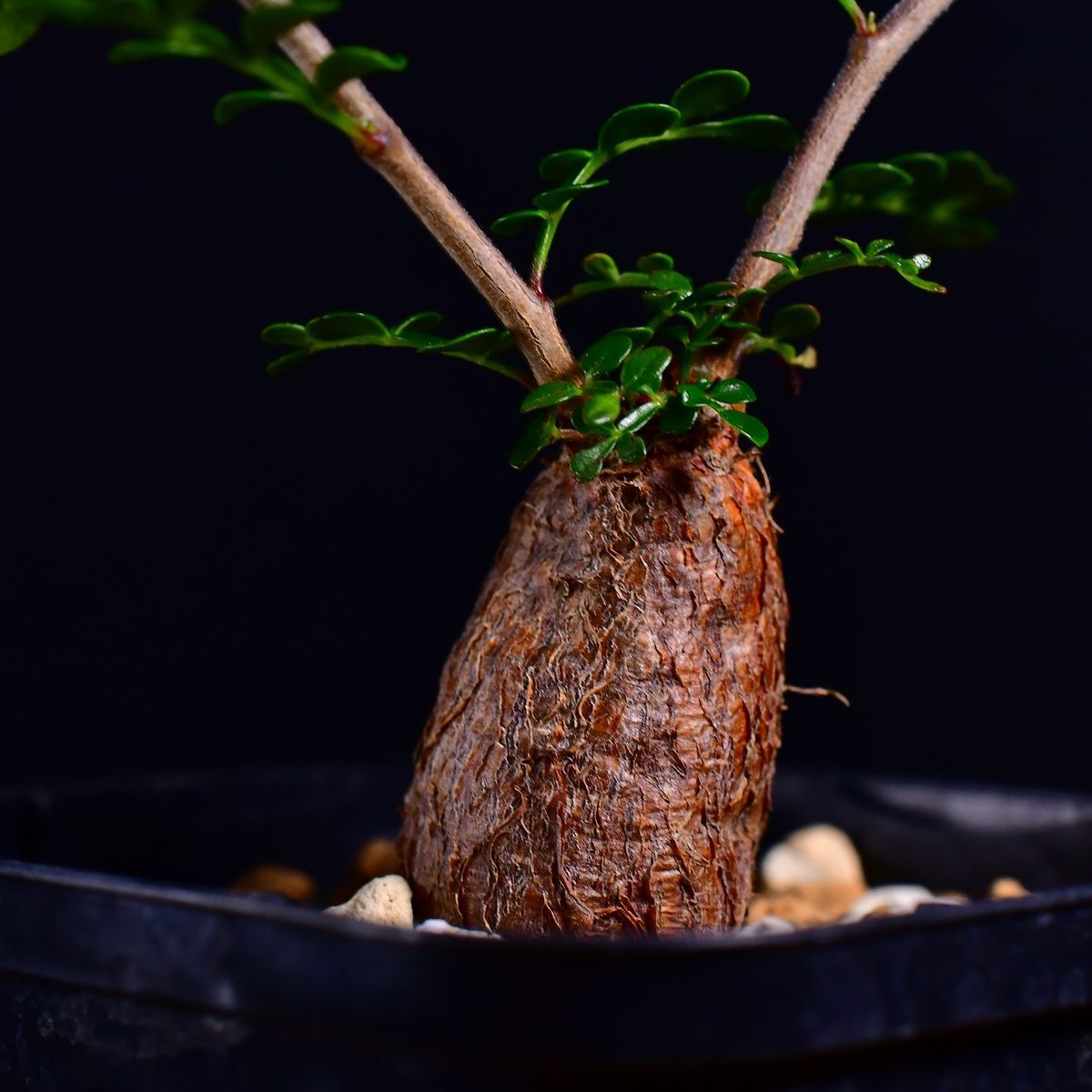 オペルクリカリア デカリー 根挿し 鉢付発送 オペルクリカリア デカリー 根挿し 鉢付発送 【公式通販】