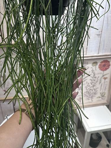 多肉植物 リプサリス プニセオディスカス 7号吊り鉢(個体おまかせ1鉢) インテリア 室内 オシャレ カワイイ 可愛い 室内 - メルカリ