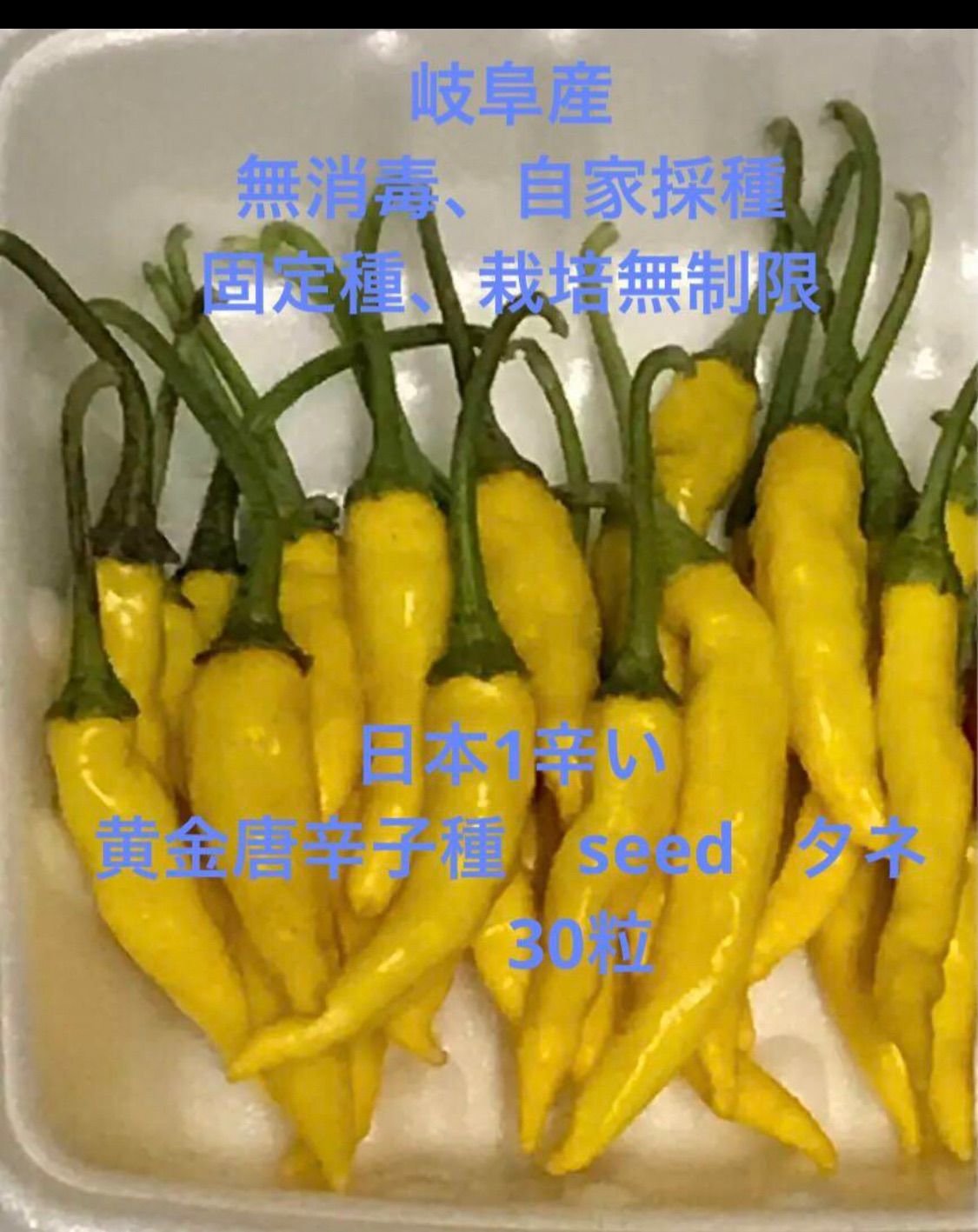 ご注文承り中、岐阜産　 日本1辛い唐辛子　　家庭菜園の、農薬や化学肥料、除草剤不使用 種子　　タネ seed 無消毒、 固定種、栽培無制限 黄金唐辛子種　 　　　1セット　20粒、￥308円 22,239円