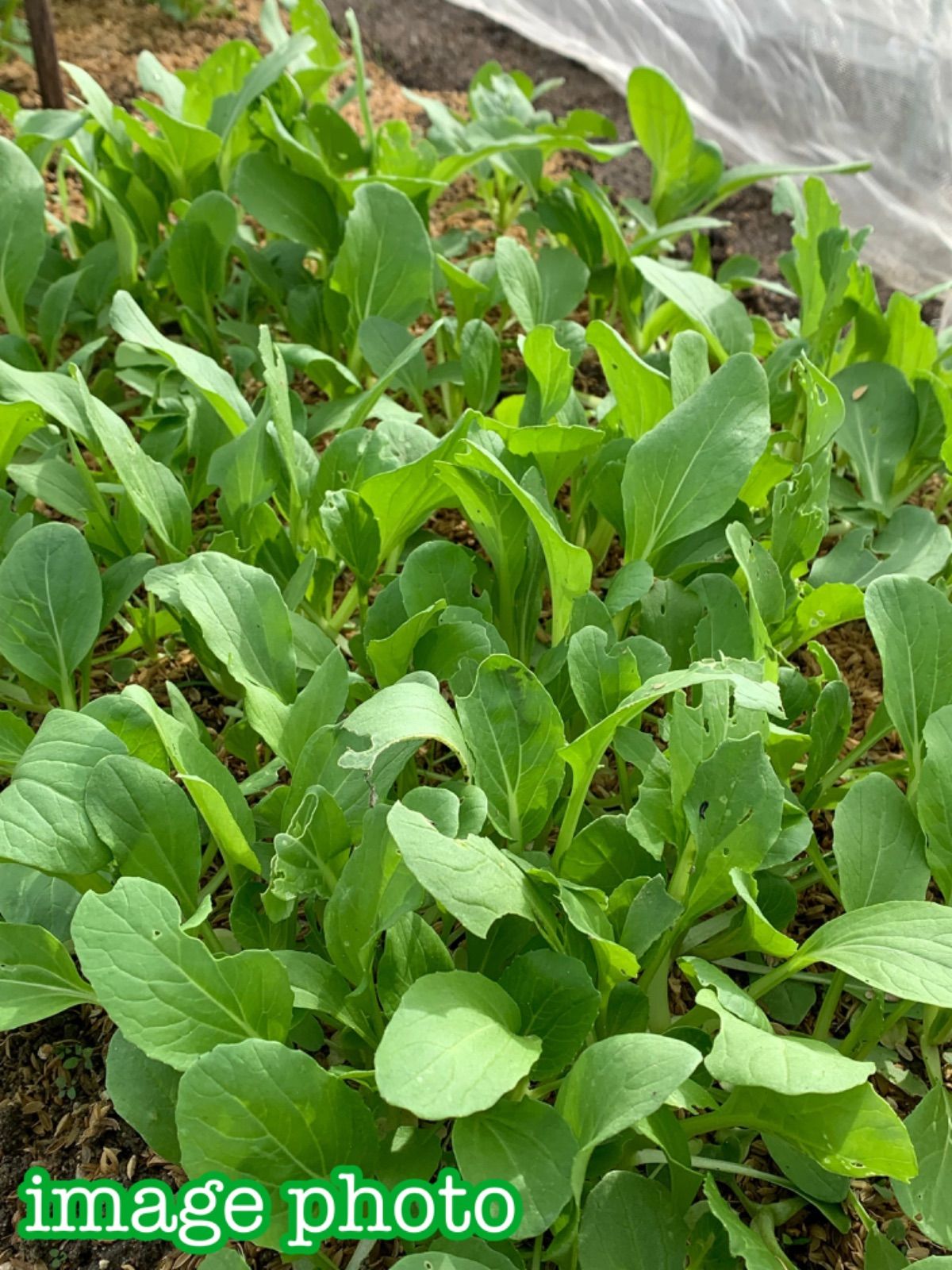 農薬不使用！根っこ付きチンゲンサイ5本＊苗にも◎ - メルカリ