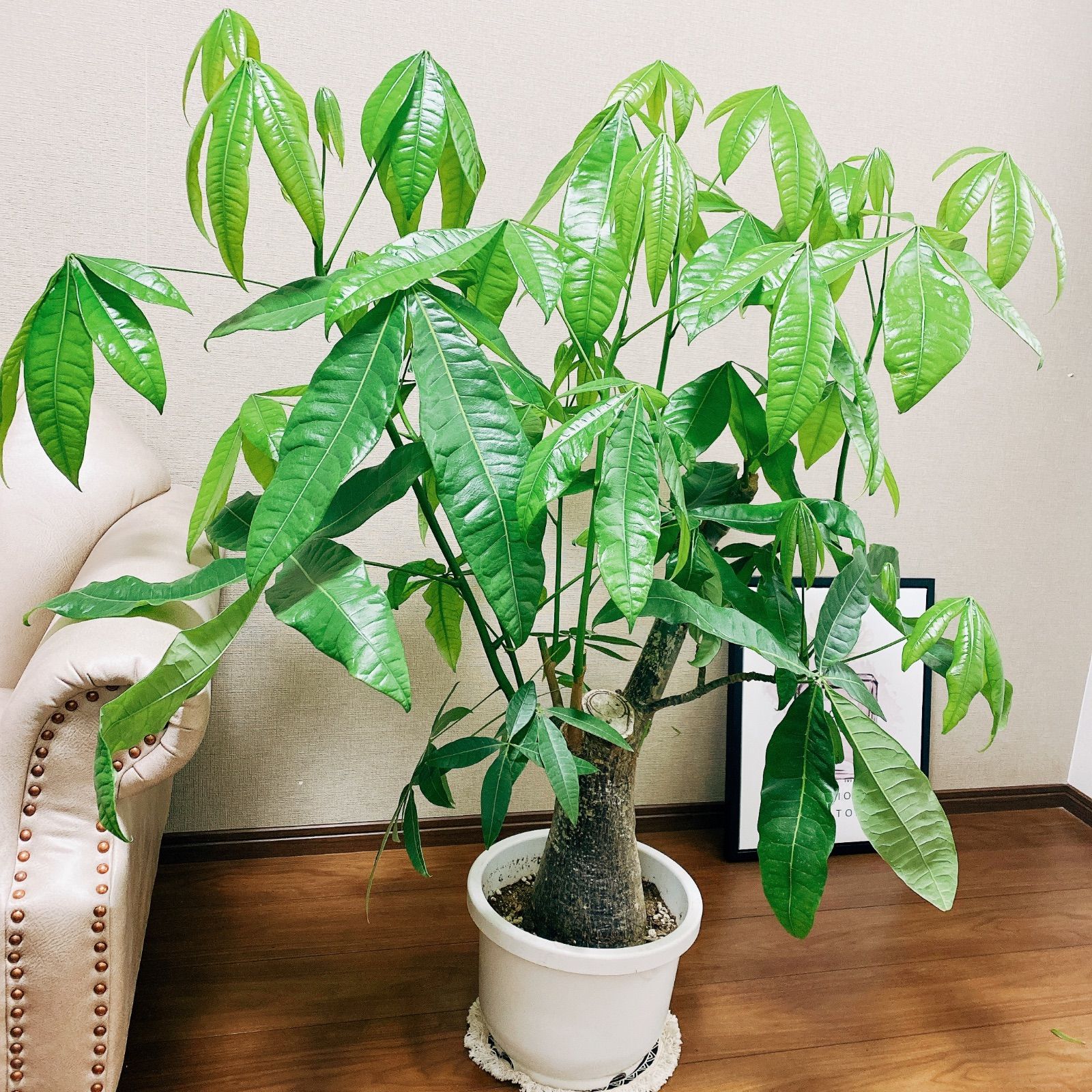 現品］【一点限り】 パキラ 幹太 尺 10号 観葉植物 大型 室内 育て