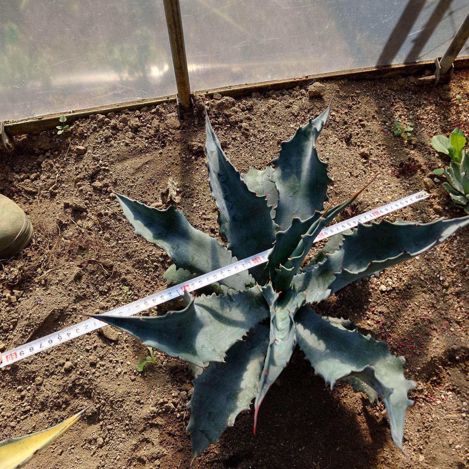 アガベ☆ファンキートゥース Y*A様 アガベ ファンキートゥース