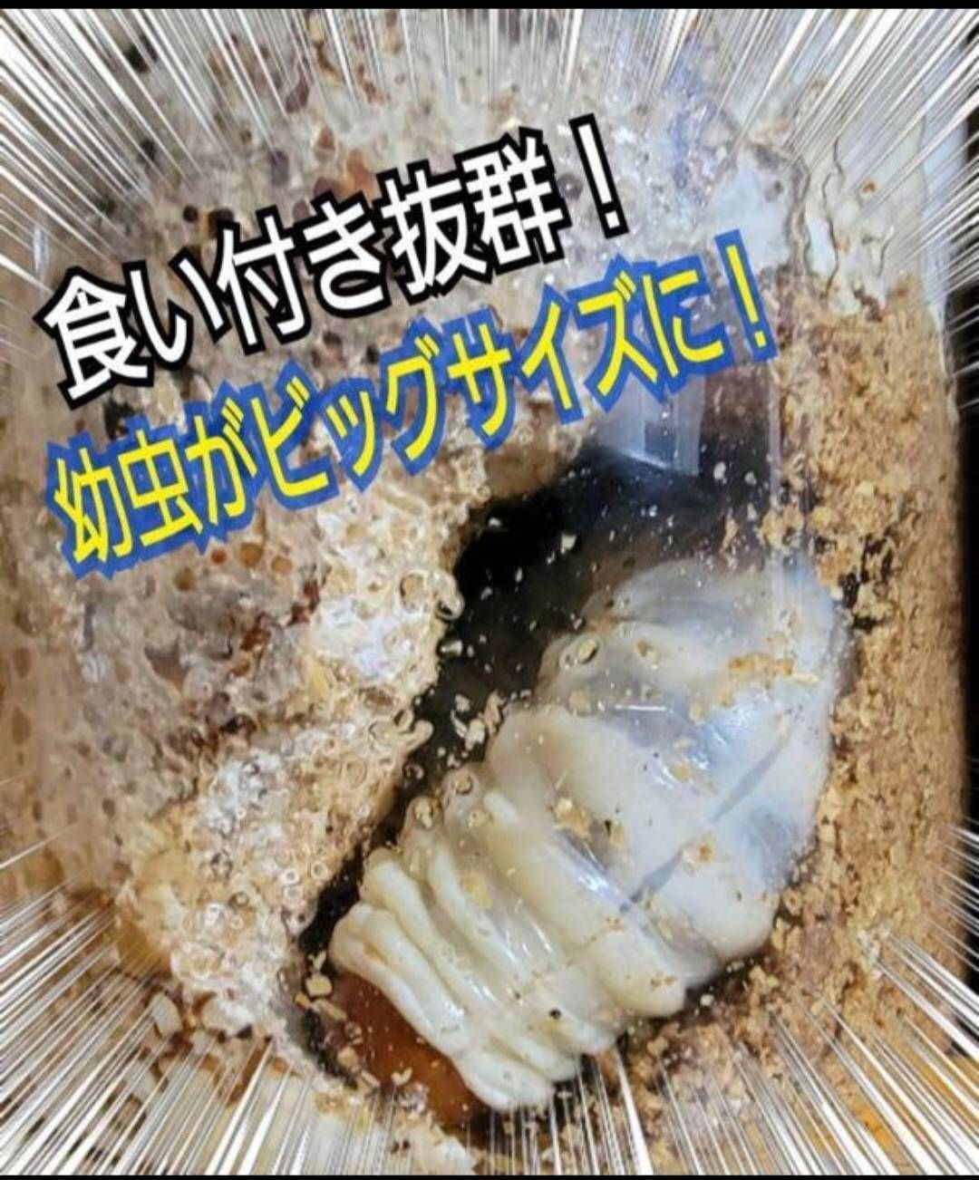 極上！ヒマラヤひらたけ菌糸ブロック【5個】トレハロース強化配合！オオクワに抜群！ 極上！ヒマラヤひらたけ菌糸ブロック【6個】トレハロース強化配合