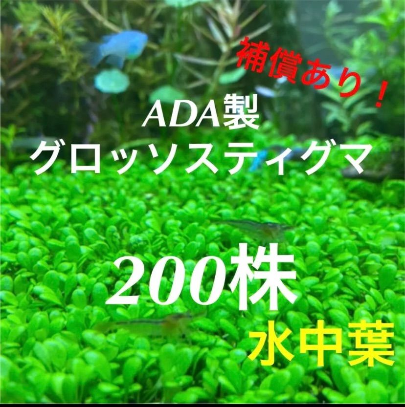 無農薬水中葉 グロッソスティグマ 200株 - 水草ショップゆりϵ( 'Θ