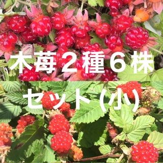 キイチゴ/ラズベリー抜き苗×3本 ふさわしかっ