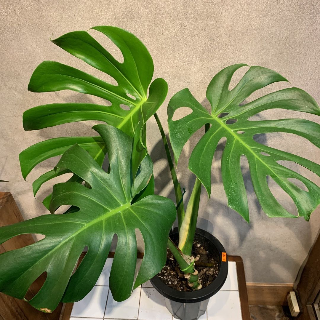 美形　モンステラ　曲がり　7号鉢　根上がり 観葉植物 モンステラ 7号 根あがり パボ ジャー オフホワイト