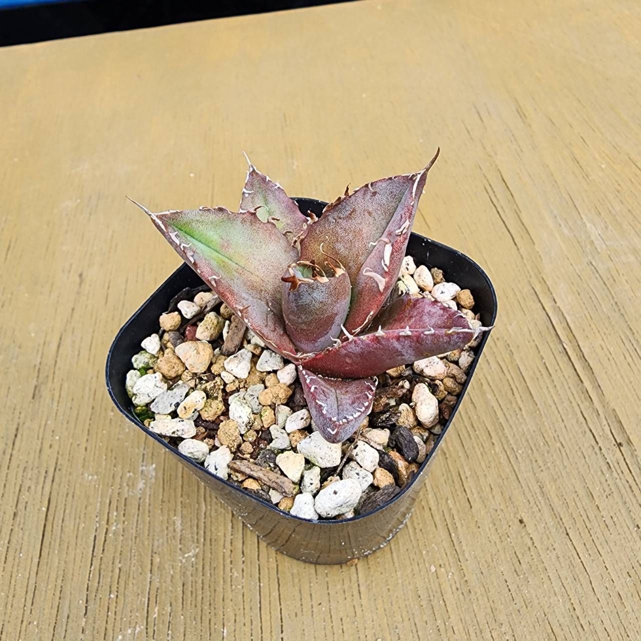 アガベ　チタノタブルー 抜き苗】アガベ チタノタブルー Agave titanota 'Blue' 2025-4-11-Atb1