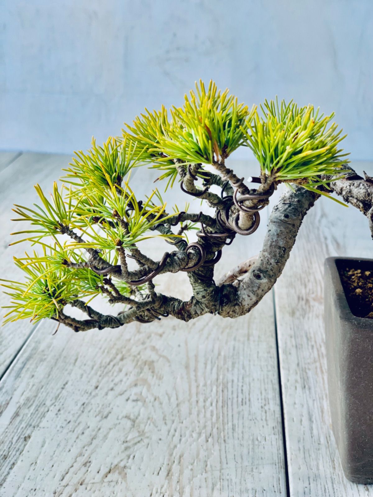 コレクション 五葉松 小品盆栽 ミニ盆栽 ごようまつ 至高の小品 五葉松