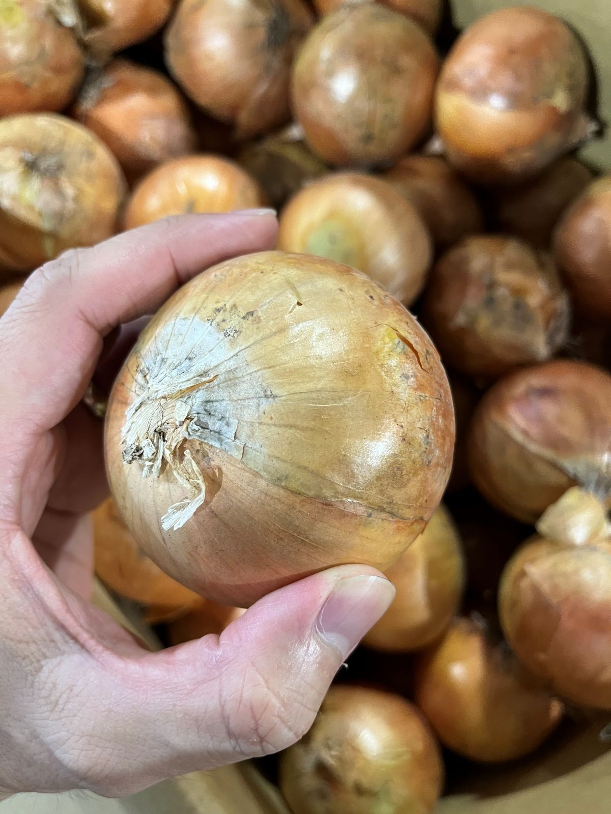 じゃがいも メークイン 北海道産 野菜セット 北海道 メークイン たまねぎ 野菜セット 4.5kg (各2kg前後)  メークイン 玉ねぎ 野菜 セット 詰め合わせ