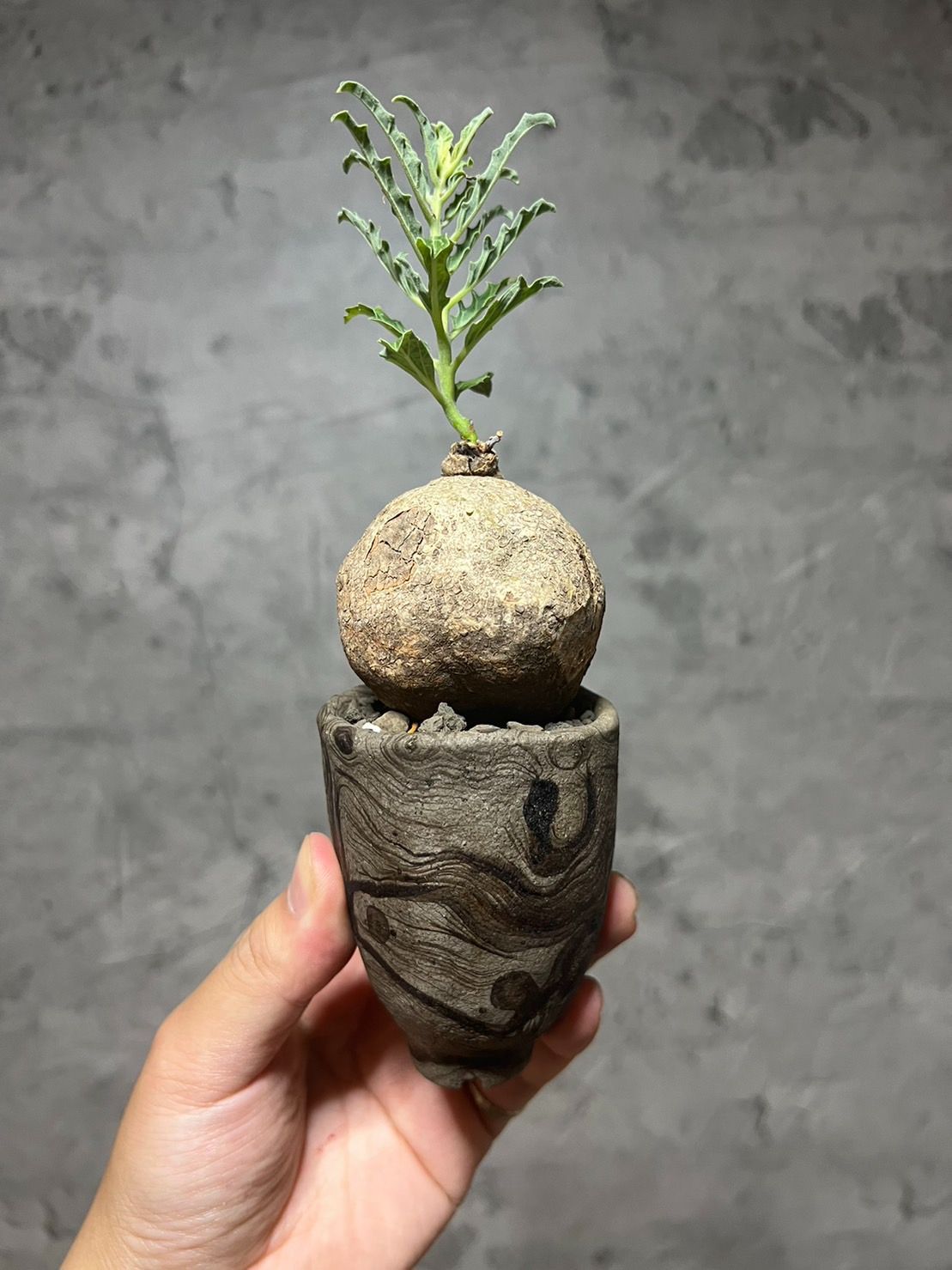 スペシオーサス Pterodiscus caプテロディスクス 多肉植物 古城 isla
