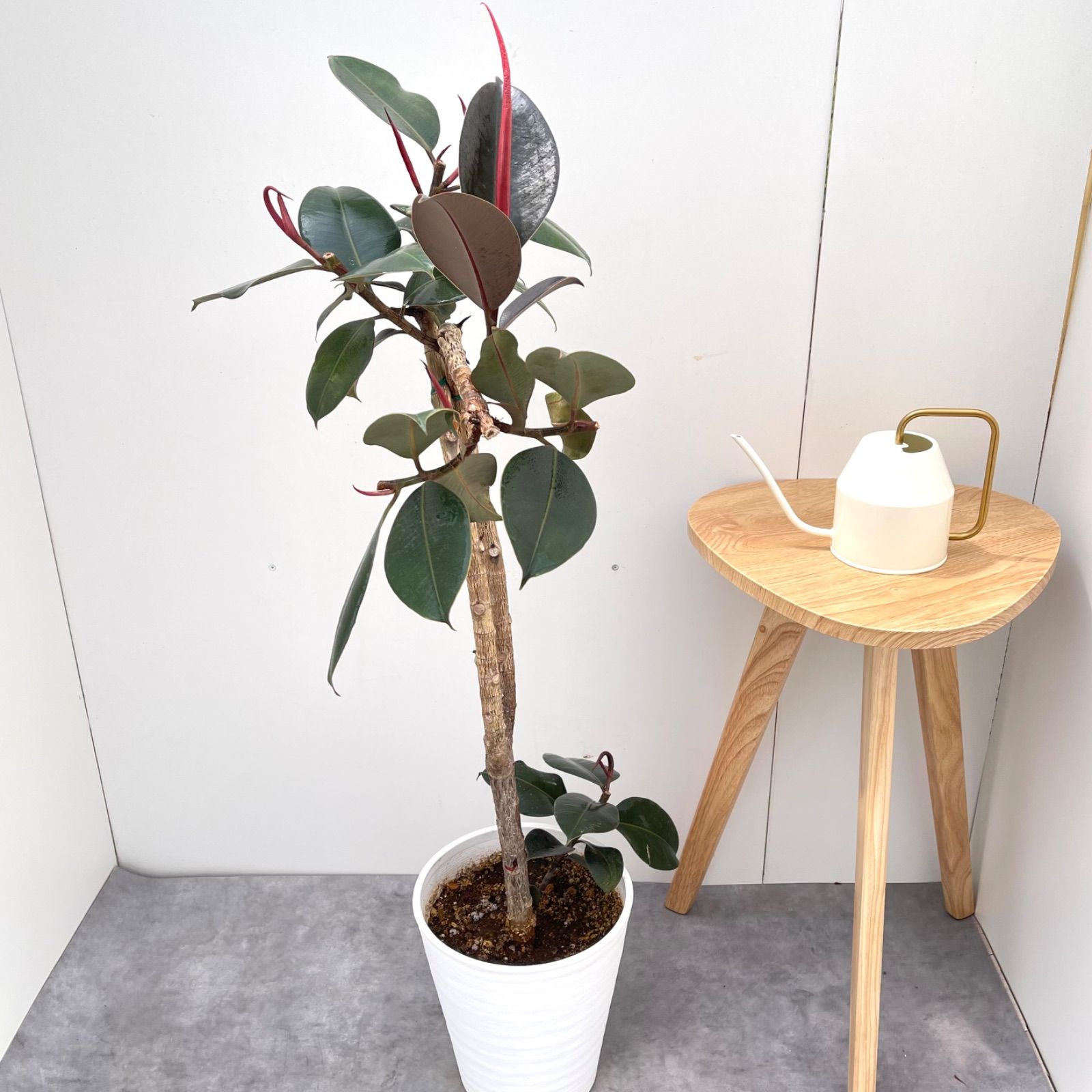 フィカス バーガンディ 4【現品】観葉植物 室内 大型 - メルカリ
