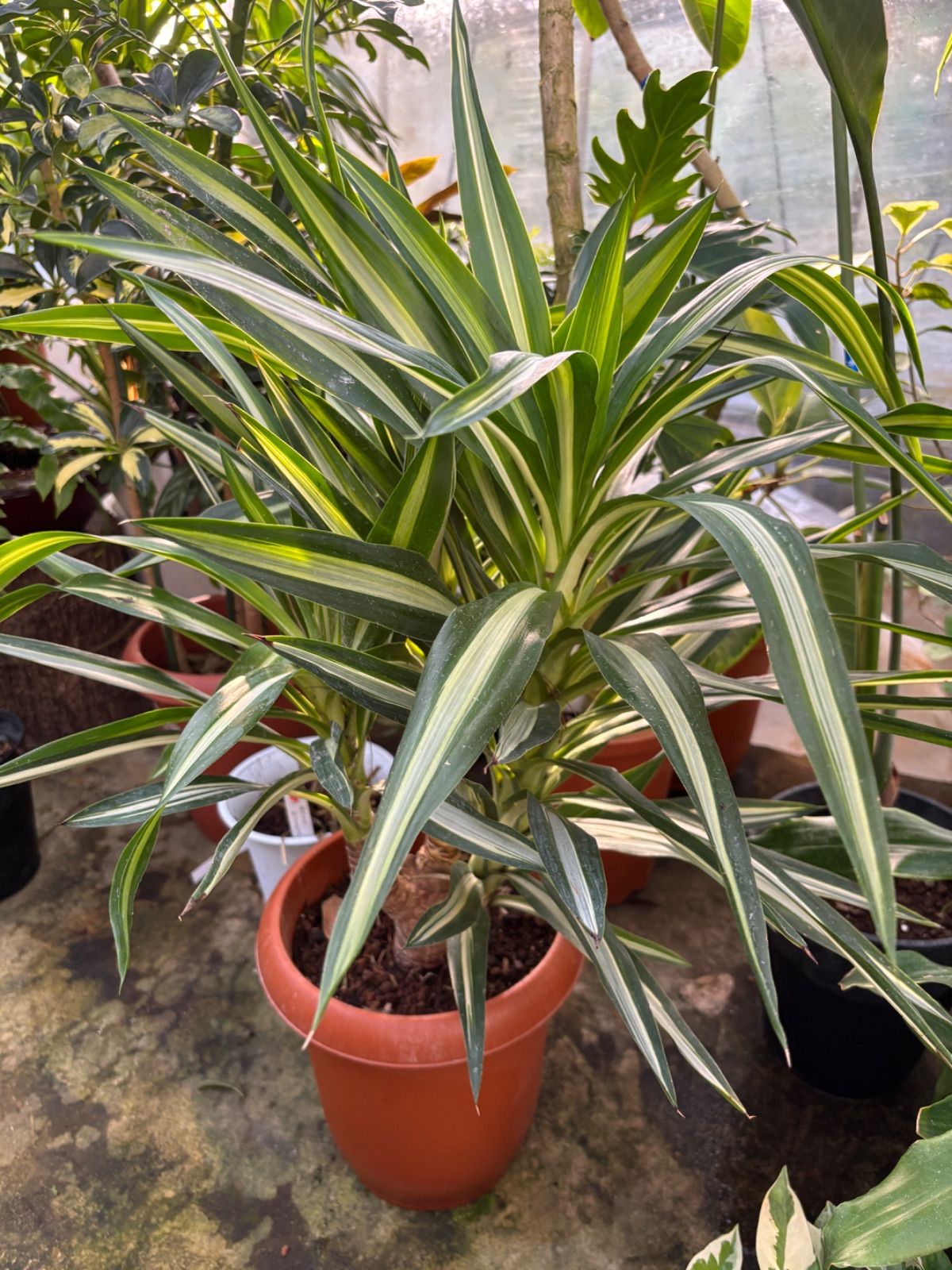 アガベパリートランカータドワーフ縦割り子株3 モンタナパラサナ