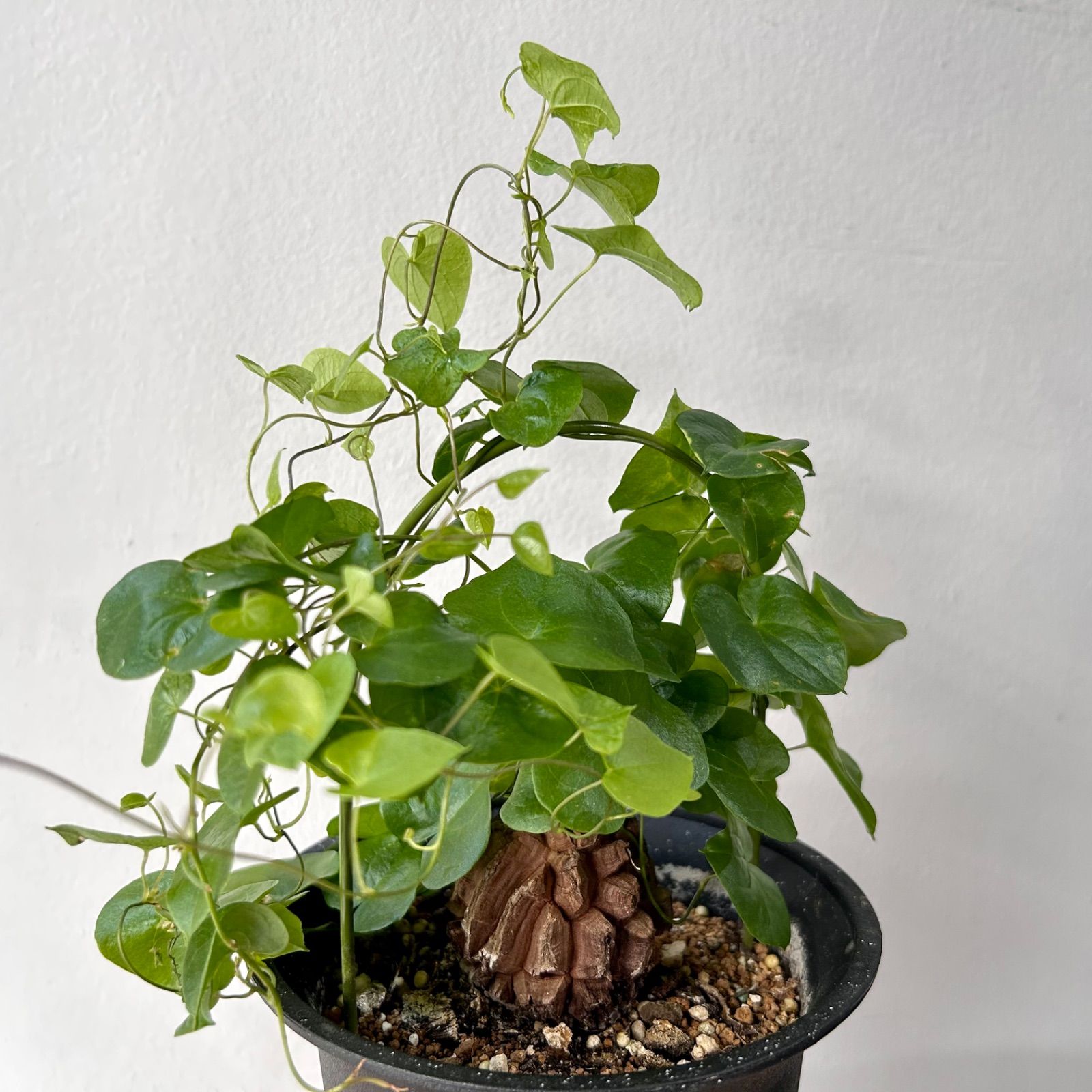 5cm越え バキボコ割れ 亀甲竜 ディオスコレア 塊根植物 - メルカリ
